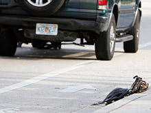 В США мотоциклист убился о асфальт опосля акции против неотклонимого ношения шлема